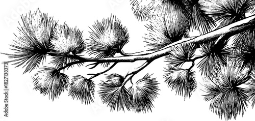 Decorative winter pine branch illustration - nature and seasonal design for prints