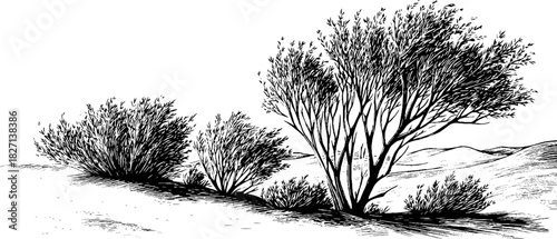 Wind blown prairie shrubs hand drawn engraved decorative illustration for natural landscape design