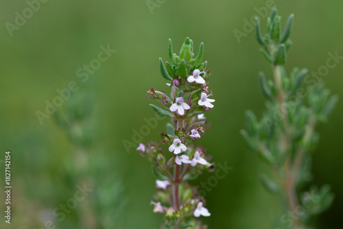 Thymus vulgaris or common thyme. Flowering thyme in the wild.