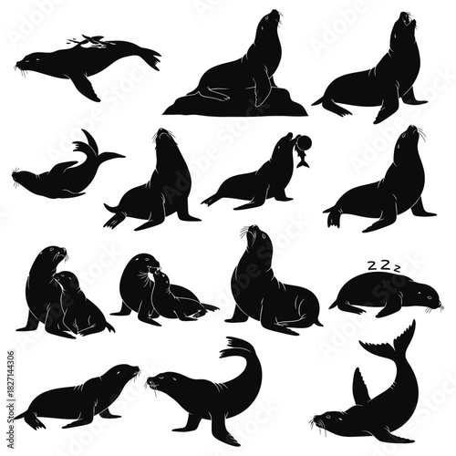 Sea lion and seal silhouettes collection in various poses and interactions vector art Vector
