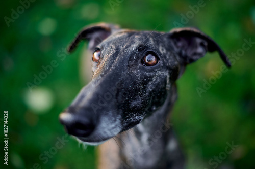 niedliches Portrait von einem jungen Windhund
