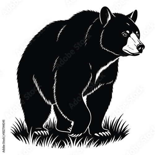Black bear standing in grass, powerful wild animal wildlife vector illustration Vector