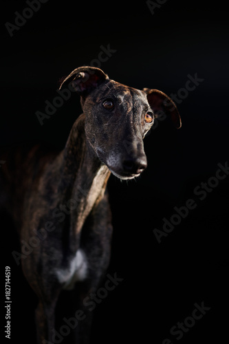 Portrait eines Windhundes vor schwarzem Hintergrund