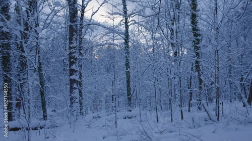 A truly serene and picturesque winter scene showcasing snowcovered trees in a beautifully tranquil forest setting