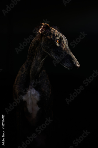 Portrait eines Windhundes vor schwarzem Hintergrund