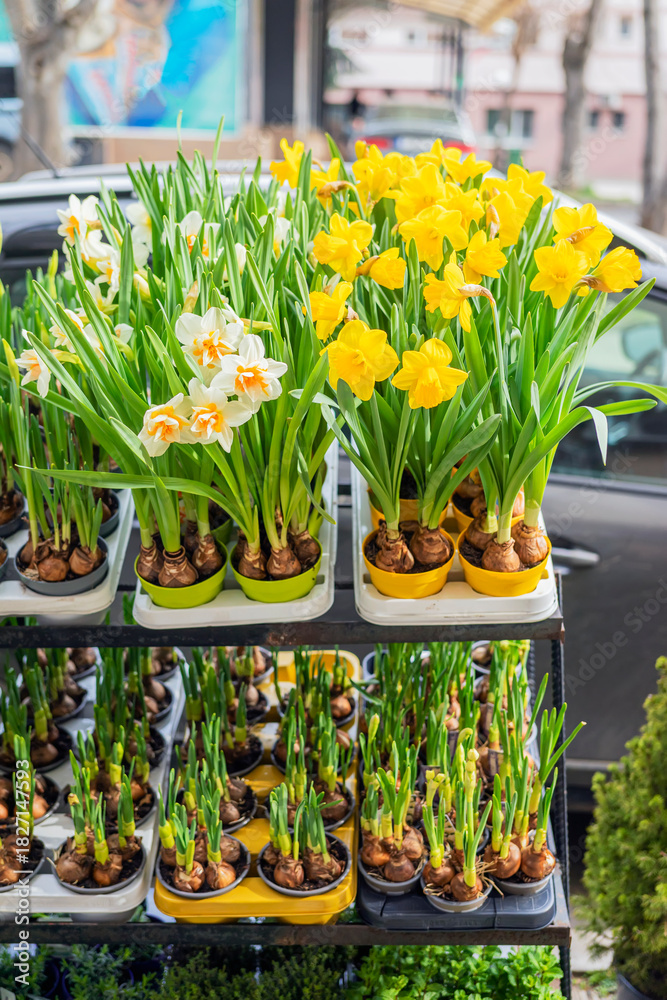 Fototapeta premium Sale of potted yellow and white daffodils stand in rows at an outdoor market, showing fresh spring growth. Spring blooming plants in pots. Concept of gardening, springtime, nature, floristry