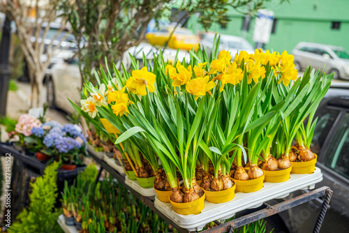 Fresh blooming daffodils in yellow pots displayed at outdoor flower market for spring gardening. Concept of seasonal beauty, urban nature and gardening, plant care inspiration