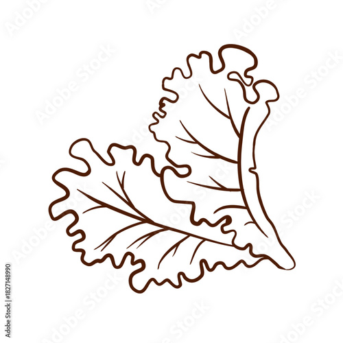 Two lettuce leaves. Vector illustration in a line art style. Clean brown lines, wavy edges, and pronounced veins are isolated on a white background. Suitable for menus, packaging, logos, fast food