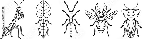 Diverse insect illustrations praying mantis, leaf insect, and various beetles in detailed line art, isolated on transparent background