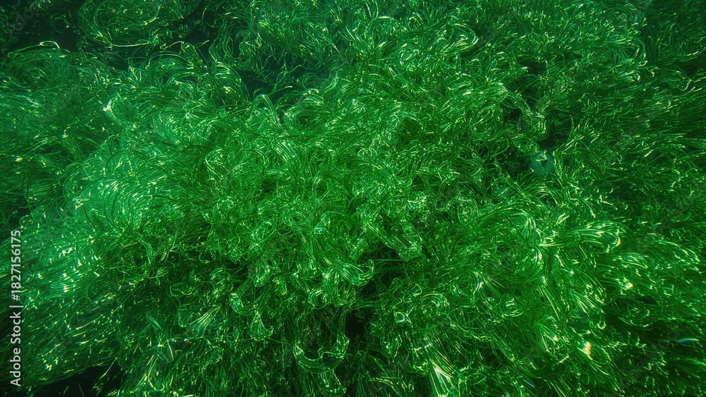 Obraz premium A vibrant green cluster of glass or plastic material, densely packed.