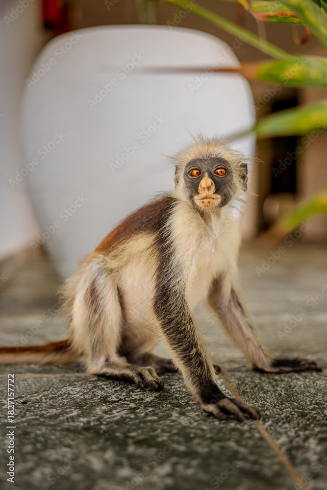 Fototapeta premium Close-up of a Zanzibar Red Colobus monkey with captivating orange eyes.