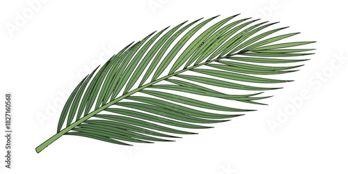 A high-quality illustration of a coconut leaf featuring clean linear strokes, smooth curves, and natural green gradients