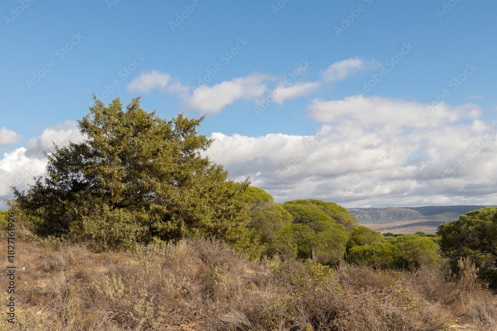 Fototapeta premium Lindas vistas desde el pinar en un día con nubes