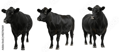 Angus cow isolated on white background, solid black beef cattle portrait, farm livestock animal standing, purebred Angus breed cutout, premium quality cow image for agriculture and ranch use