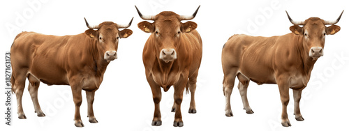 Limousin cow isolated on white background, solid golden-brown beef cattle portrait, farm livestock animal standing, purebred Limousin breed cutout, high-quality cow image for agriculture and ranch use
