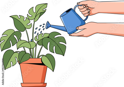 Hands Watering a Potted Monstera Houseplant