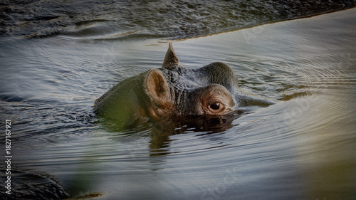 Fotografi hippopotamus in water