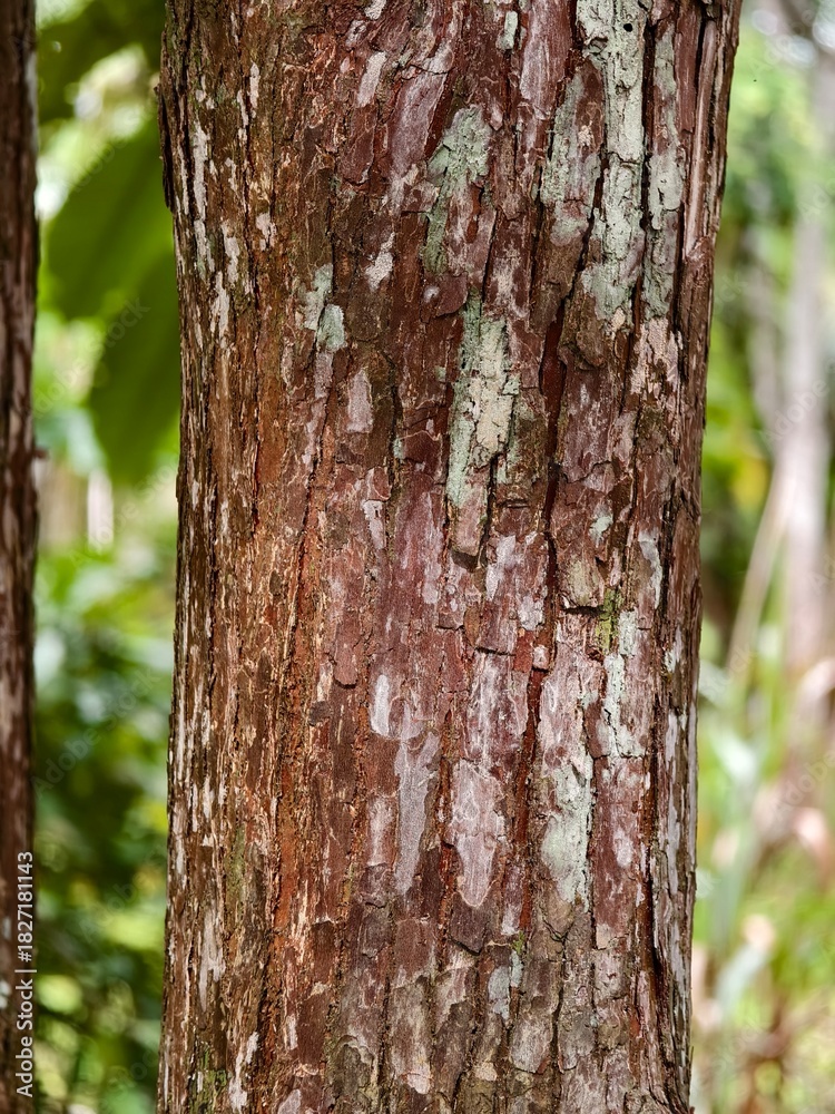 Fototapeta premium close up texture of ironwood bark
