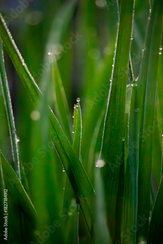 Misty green solitude