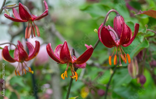Türkenbund-Lilie (Lilium martagon)