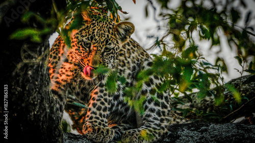Photography leopard in tree