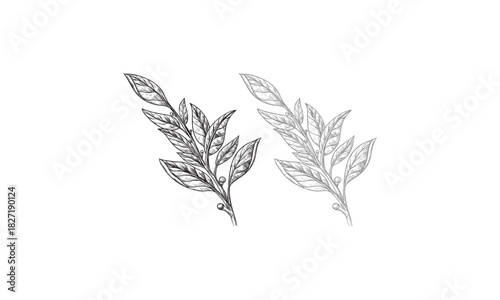 Hand-Drawn Sketch of Two Bay Laurel Branches with Leaves and Berries