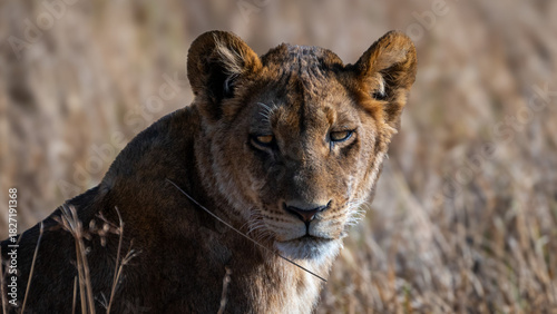 Photography lion in the grass