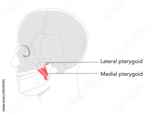 Lateral Medial pterygoid - Human chewing muscle depicted in labeled diagram, facilitates mandibular protrusion and lateral movement, vital for jaw opening, clinical study, and dental education
