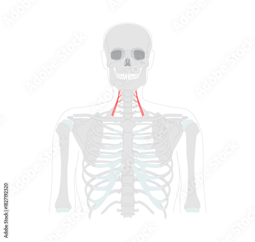 Anterior scalene - Human neck muscle anatomy chart located on the lateral neck, assists in elevating the first rib during respiration and lateral neck flexion medical and educational reference