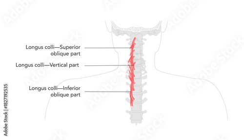Longus colli - Deep cervical muscle depicted in labeled anatomy, flexes neck and assists rotation, essential for spine support and education