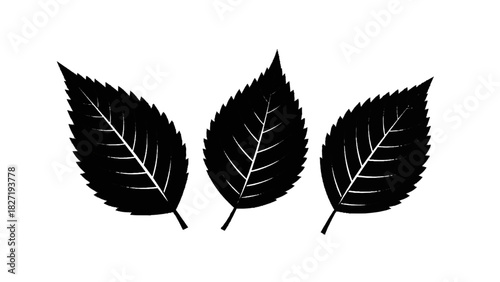 Vector illustration of three black silhouette stylized serrated leaves arranged in a small cluster isolated on transparent background