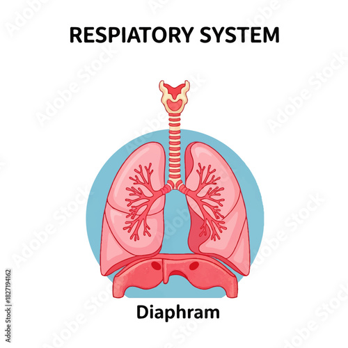 Human Respiratory System Anatomy Diagram with Lungs, Trachea, Bronchi, and Diaphragm Illustration