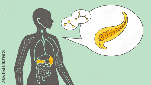 Illustration of the human body with the digestive system and pancreas
