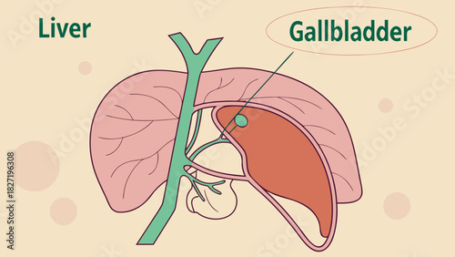 Diagram of human liver and gallbladder anatomy illustration