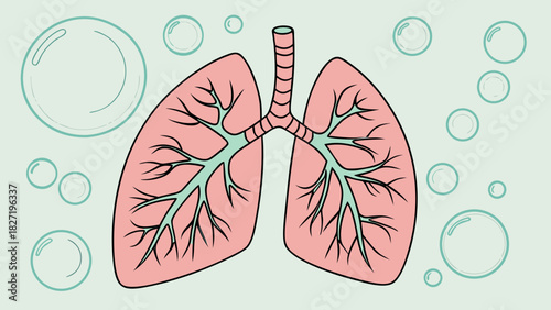 Anatomical illustration of human lungs and bronchial tree