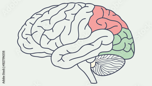 Illustration of the Human Brain Anatomy in a Flat Design