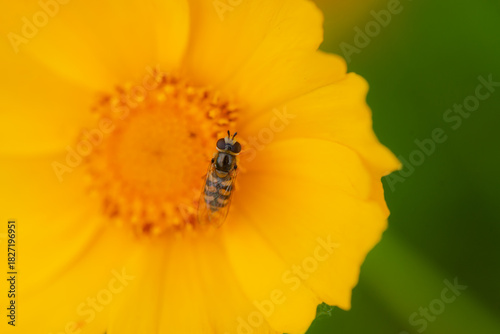 The blooming chrysanthemums attract aphids, flies, and bees to collect nectar
