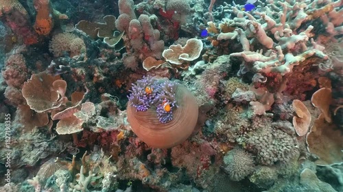 Underwater scubadiving scenery of Anemone fishes in an anemmone  in cinematic slow-motion, high resolution