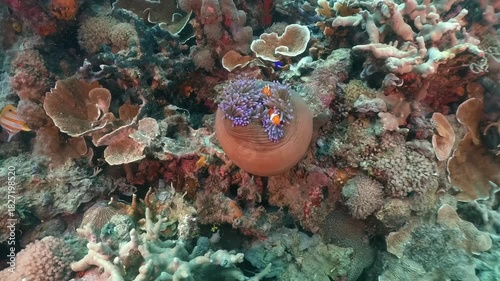 Underwater scubadiving scenery of Anemone fishes in an anemmone  in cinematic slow-motion, high resolution