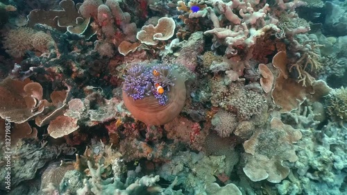 Underwater scubadiving scenery of Anemone fishes in an anemmone  in cinematic slow-motion, high resolution