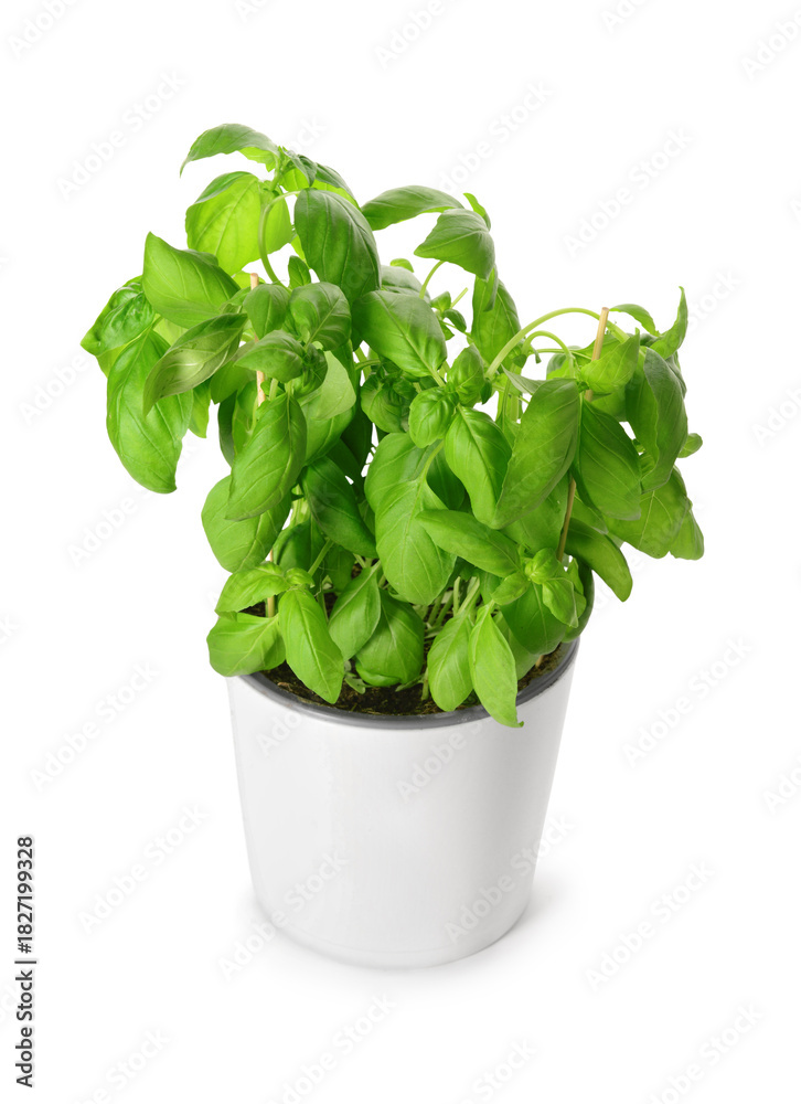 Naklejka premium Pot with fresh green basil on white background