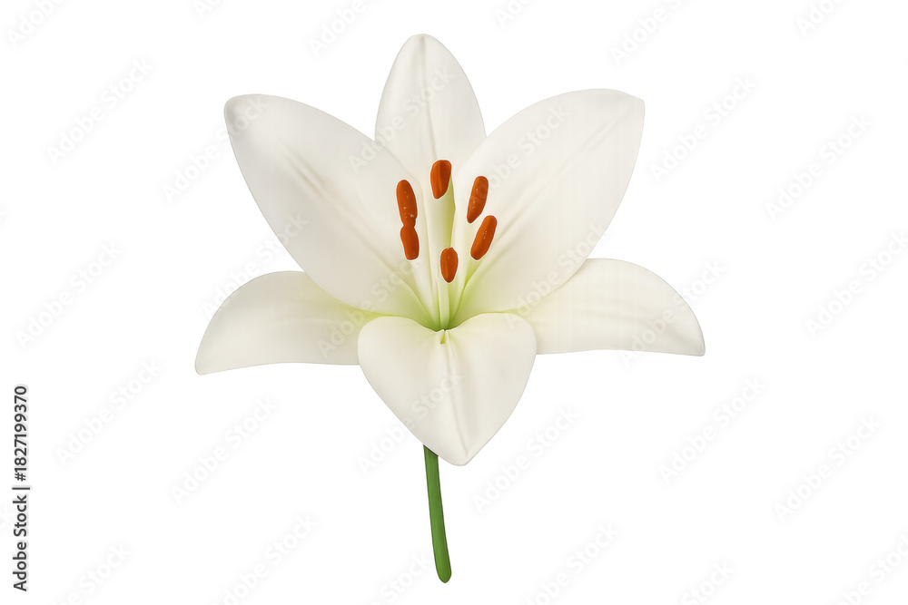 Obraz premium White lily flower blooming with transparent background