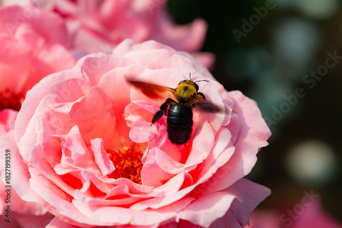 Close up of roses in multiple colors