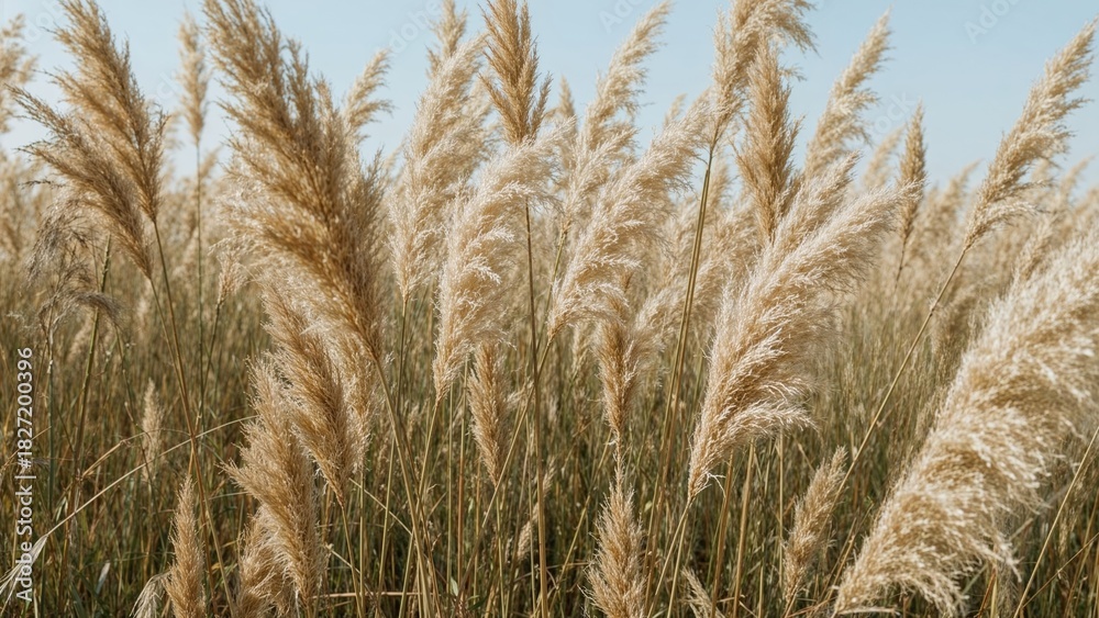 Obraz premium Tall prairie grass with fluffy seed heads swaying in the breeze.