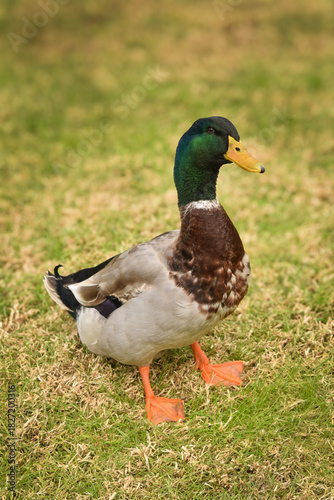Green-Neck Ducks – Colorful Waterfowl by the Water”