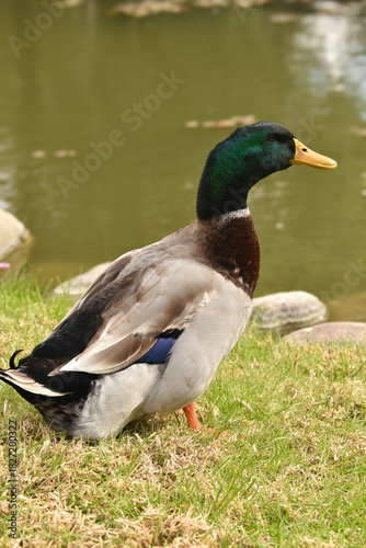 Green-Neck Ducks – Colorful Waterfowl by the Water