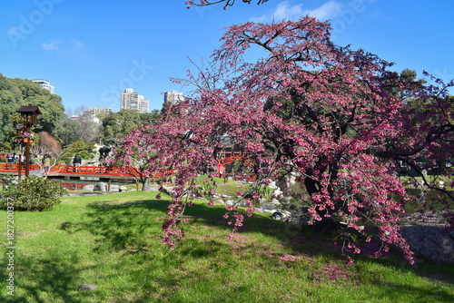 Pink Flowering Tree in Japanese Garden – Buenos Aires Spring Bloom