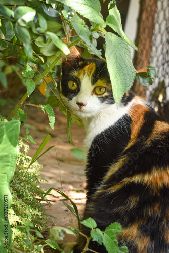 Calico Cat in Garden – Colorful Feline Among Plants 