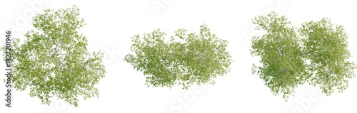 Cuadro en lienzo Betula pendula tree plan, top view, 8k png, cutout, transparent background, isol