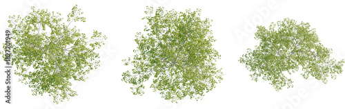 Betula pendula tree plan, top view, 8k png, cutout, transparent background, isolate, Lush green tree tops offer natural design elements for your projects